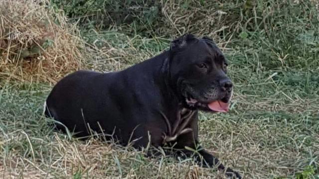 Cane Corso stenci