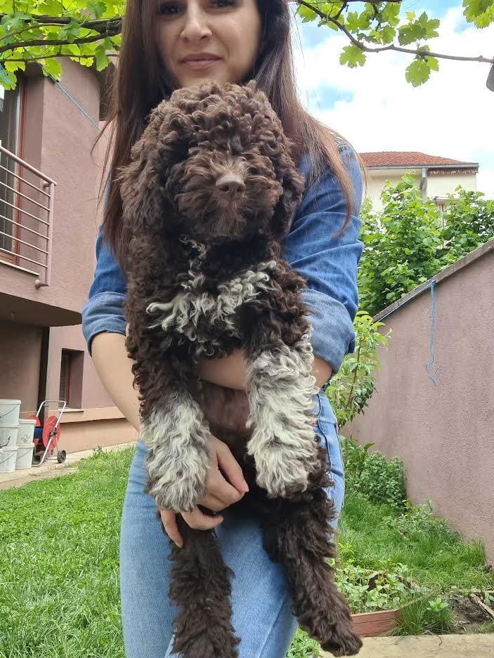 Lagotto-romanjolo-
