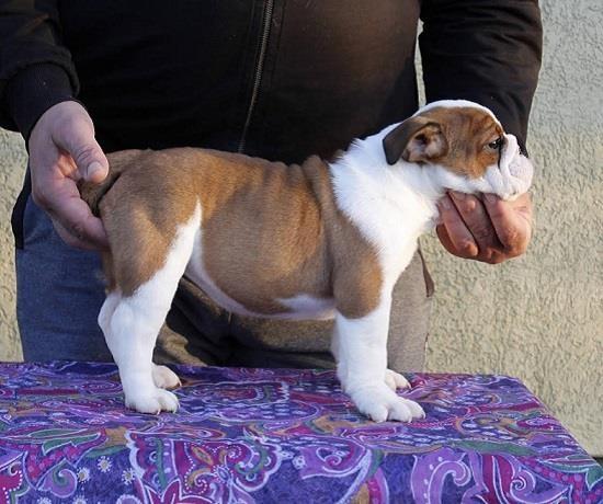 Engleski-buldog