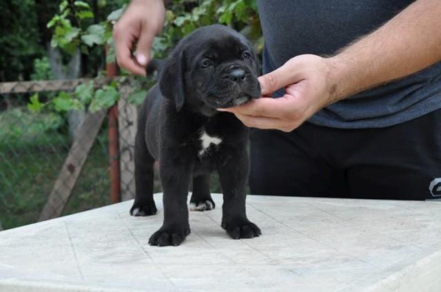 Cane-Corso-stenci