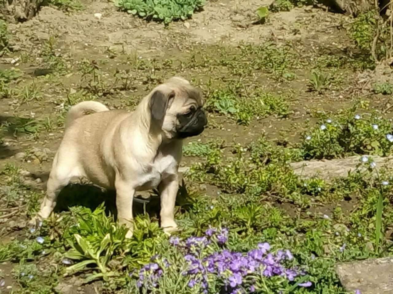 Mops