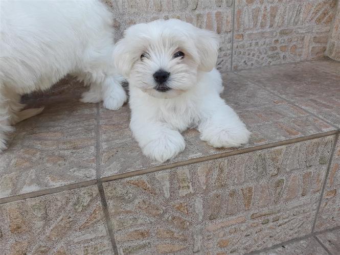 Mini maltezeri na prodaju