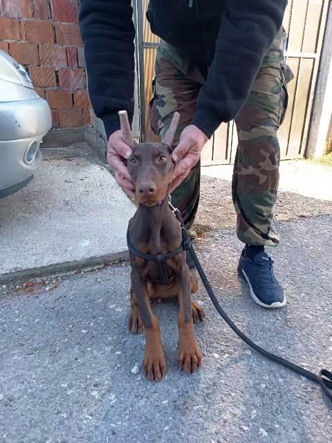 Doberman-štenci