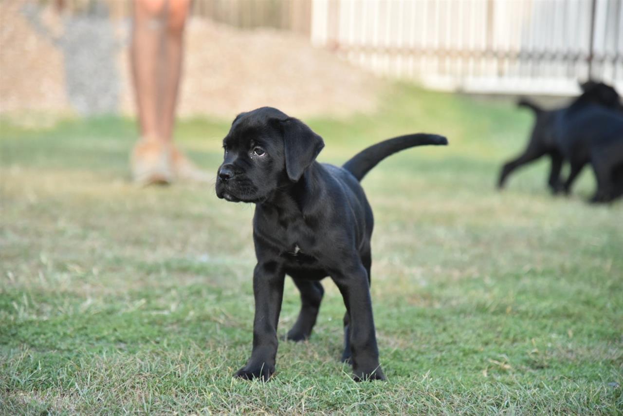 Cane-corso