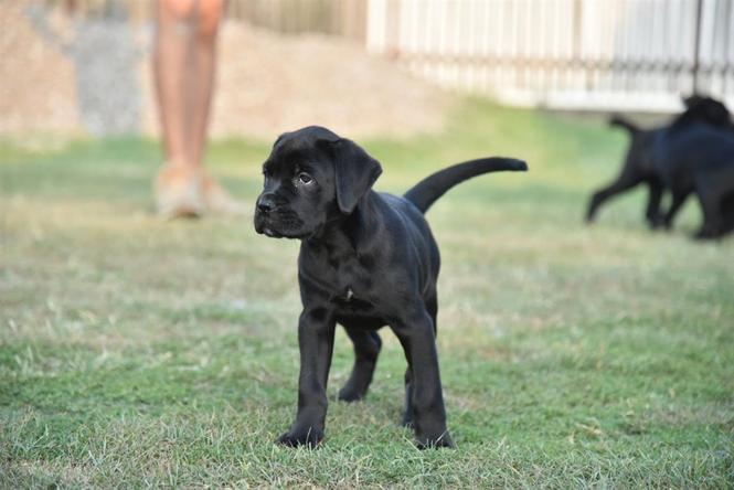 Cane corso