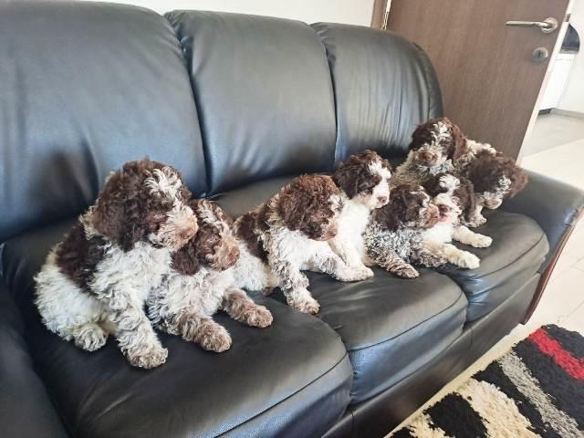 Lagotto-Romagnolo-štenci