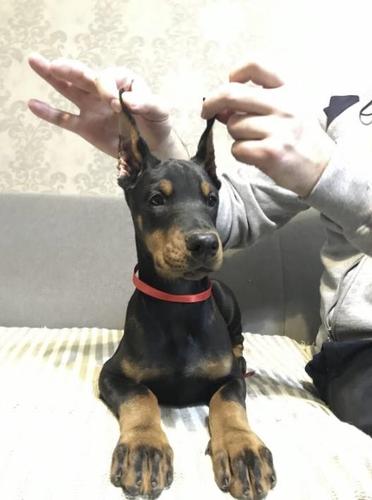 Doberman štenci