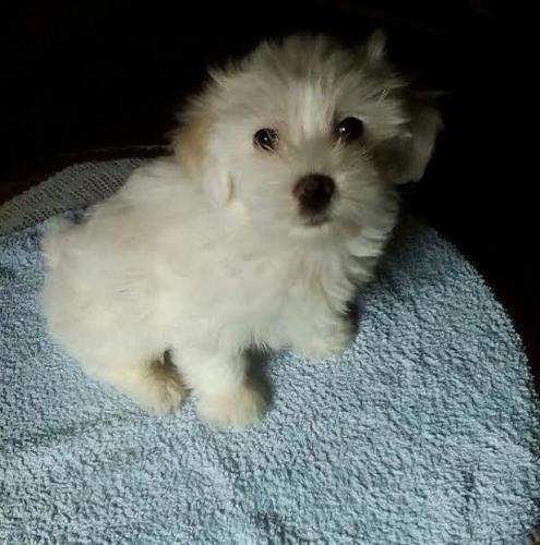 Maltezer 