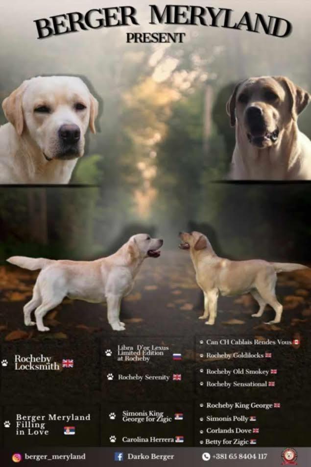 Štenci-LABRADOR-retrivera