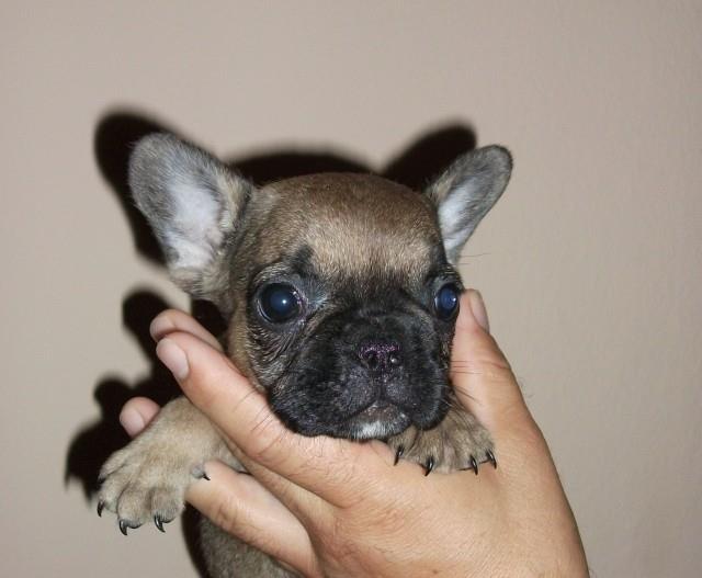 Francuski-buldog-stenad