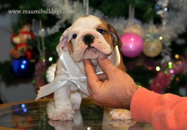 Engleski-buldog--