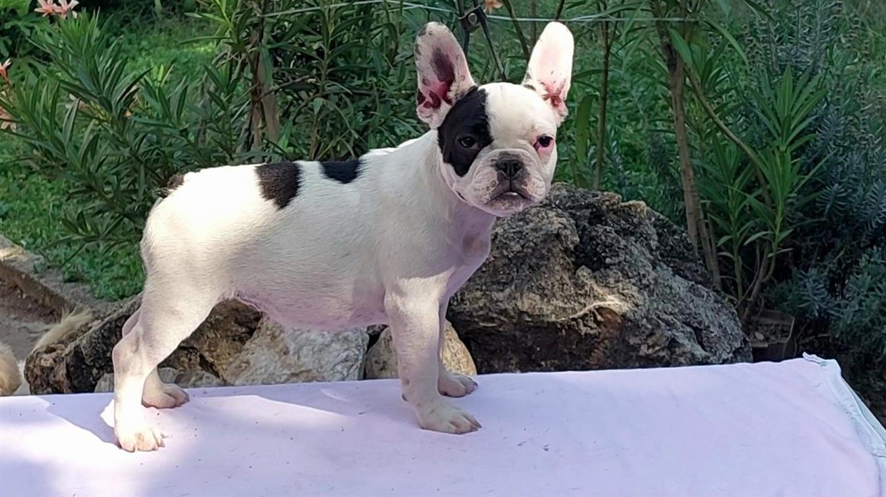 Francuski-Buldog