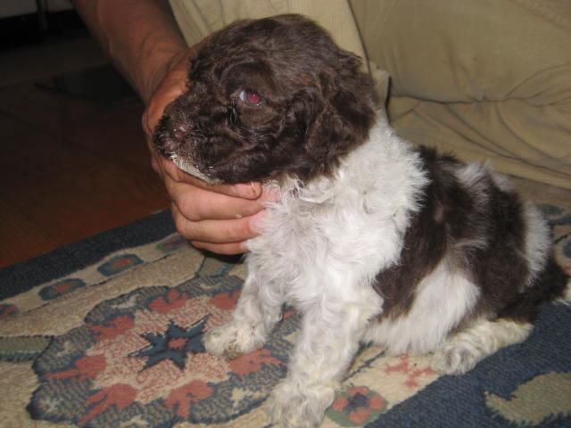 Lagotto-Romanjolo