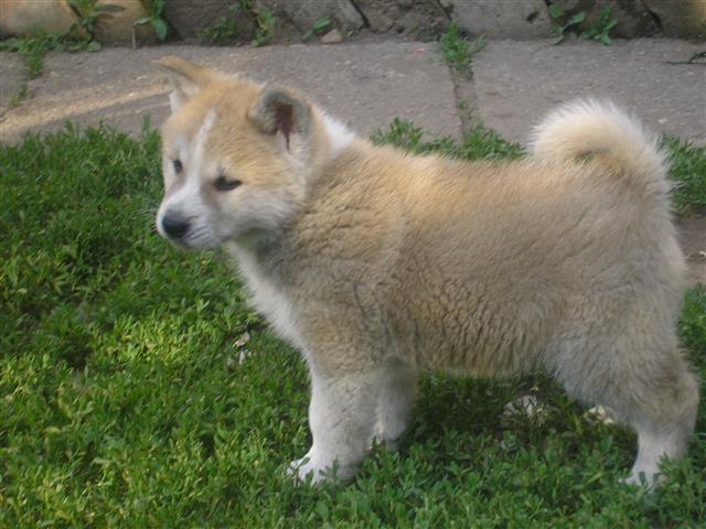 Akita-inu