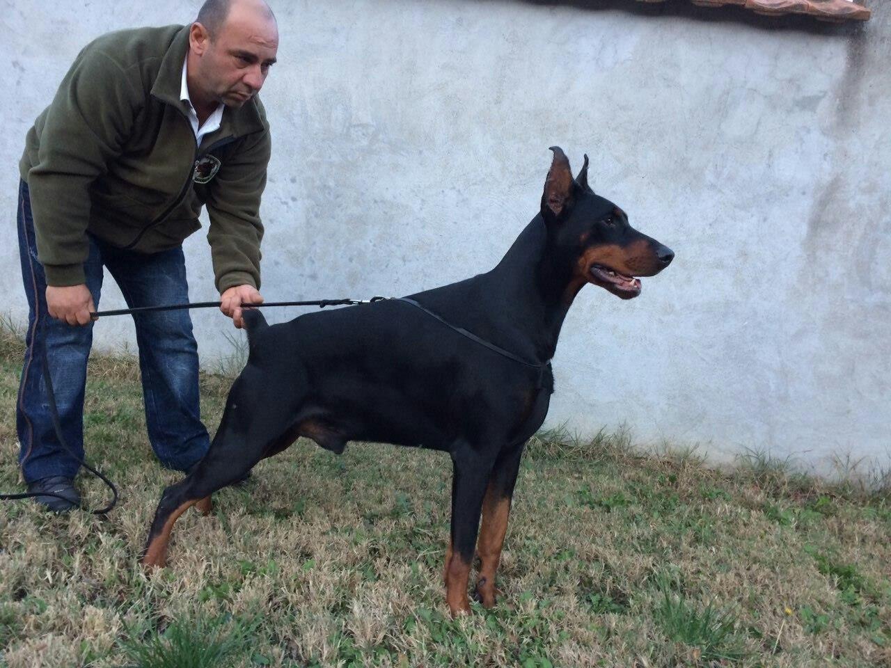 Doberman-štene