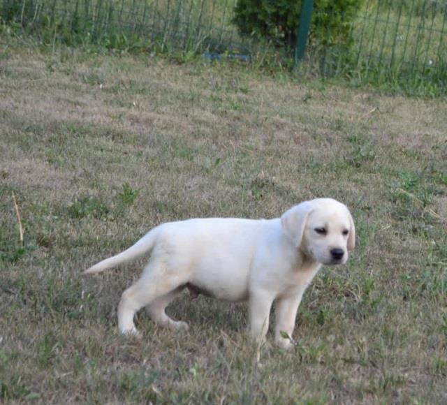 Labrador-retriver