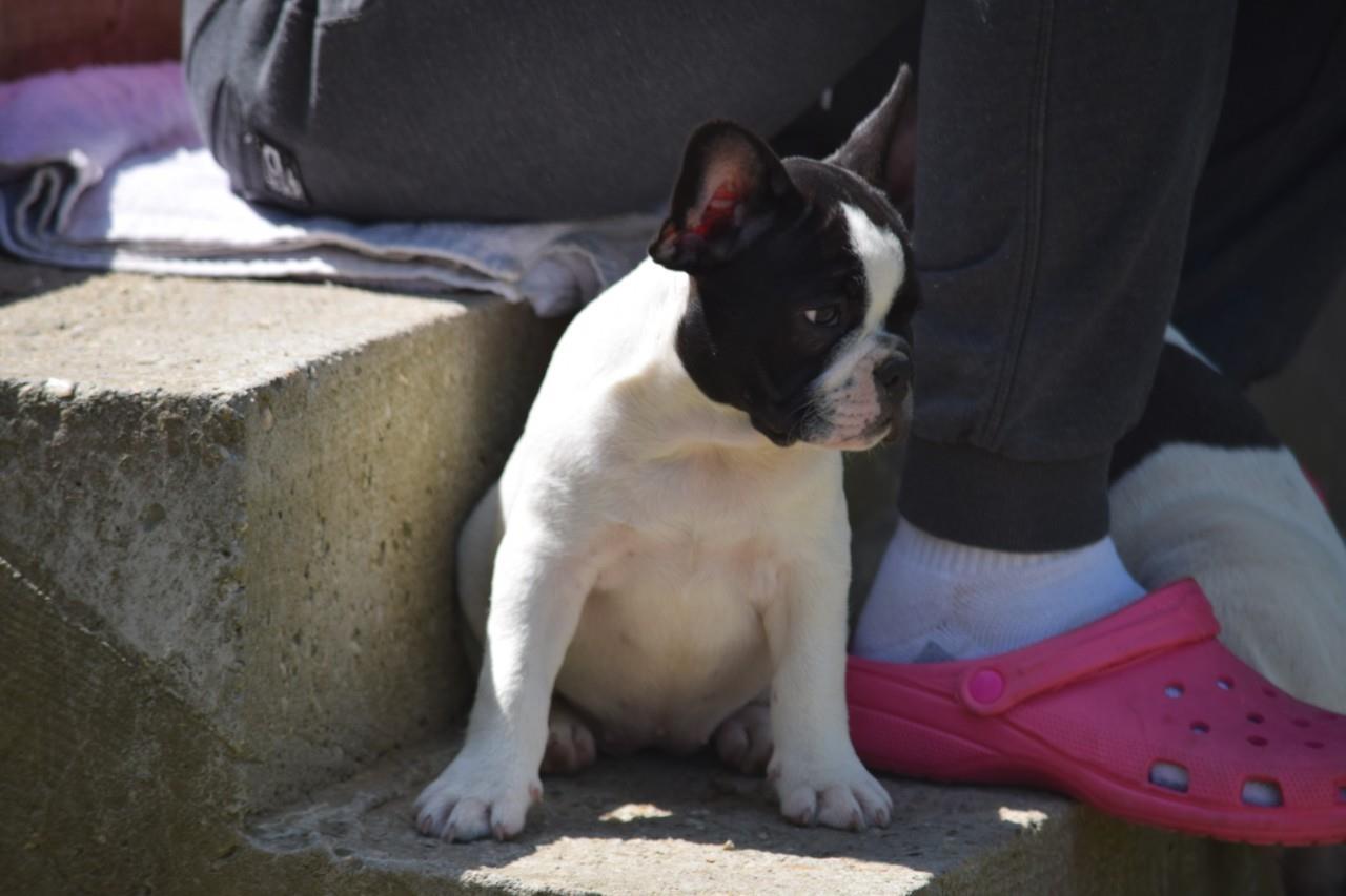 Francuski-buldog-štenci