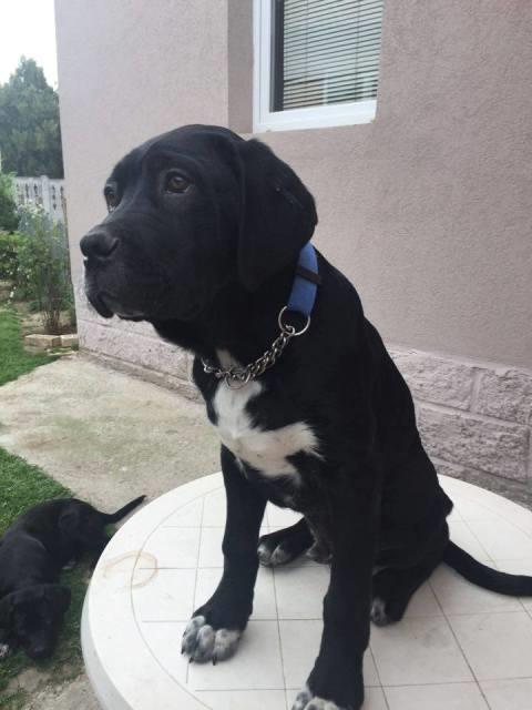 Cane-Corso-stenci