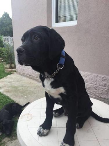 Cane Corso stenci