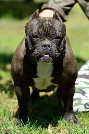 Micro-Bully---Mikro-Buli