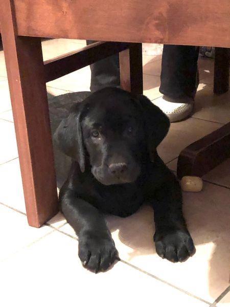 Labrador-