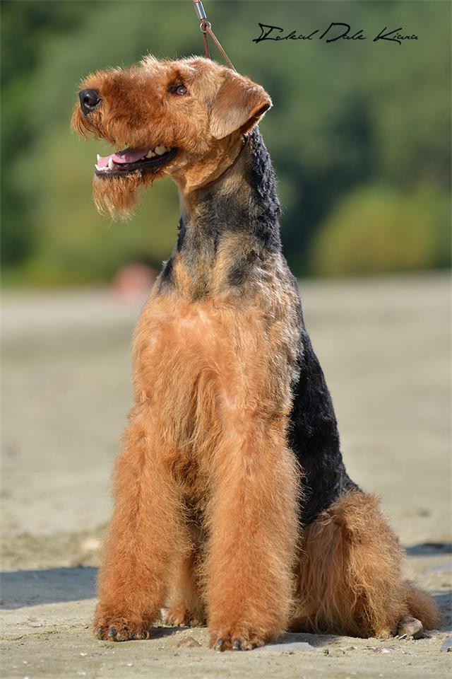 Erdel-terijer