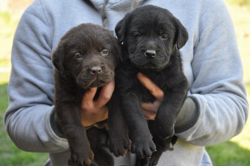 Labrador-Retriver