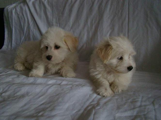 Stenad Coton de tulear