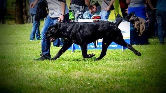 Cane-corso-štene