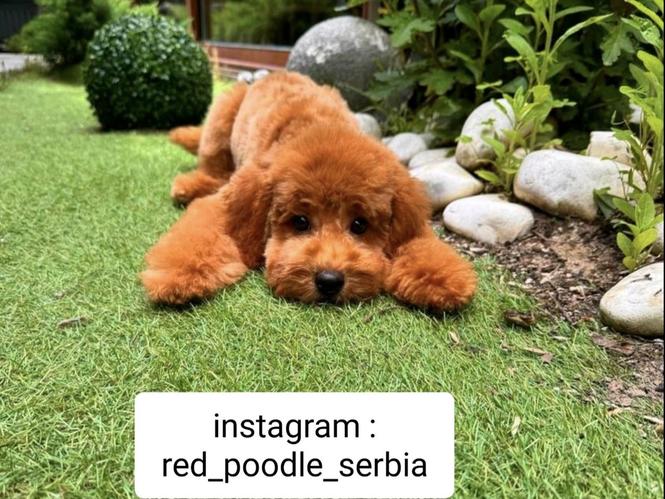 Toy PUDLE crvene 