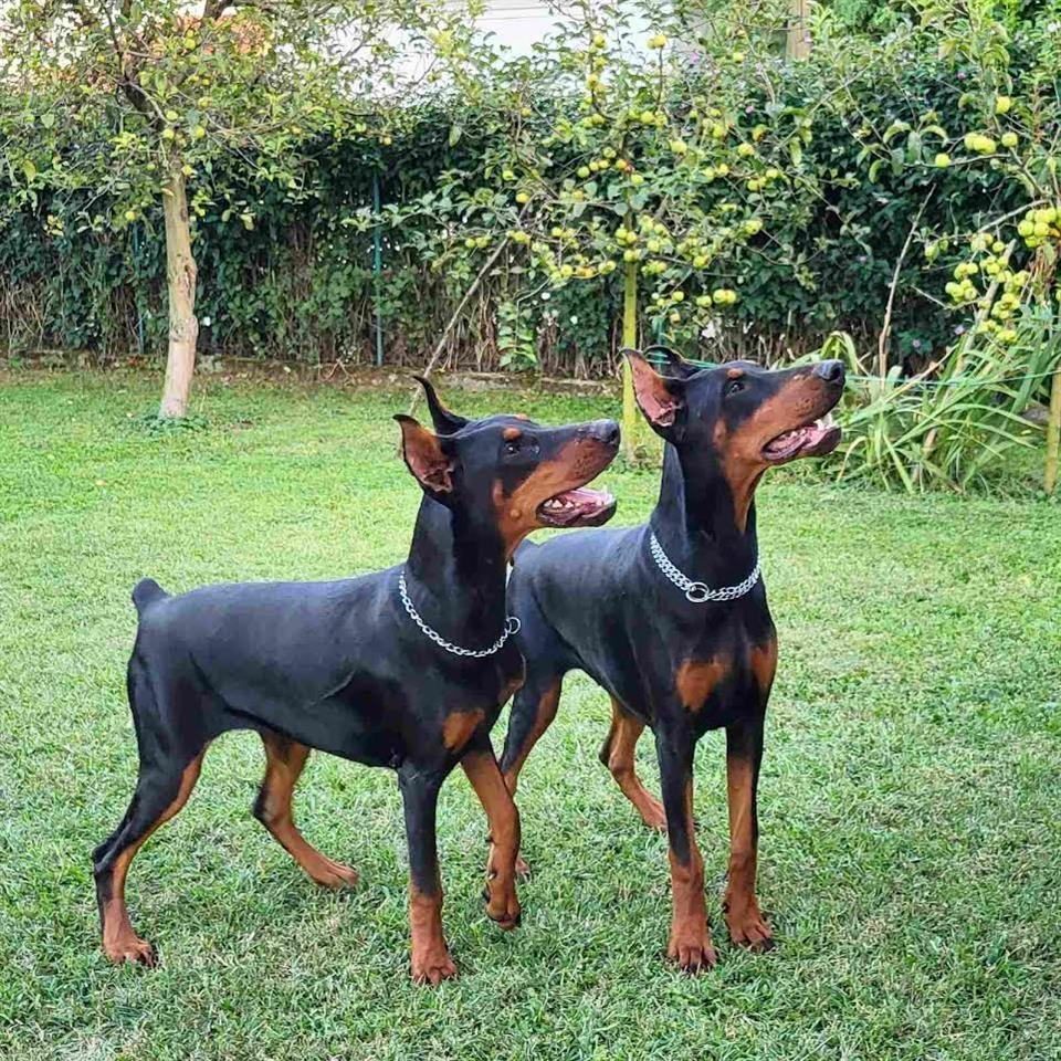 Doberman-ženke-