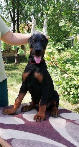 Doberman stenci na prodaju