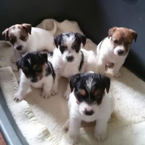 Stenci-jack-russell-terriera