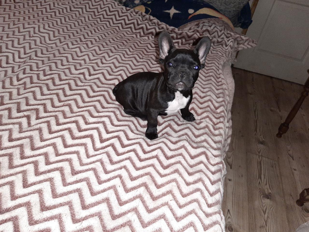 Francuski-buldog-štenci