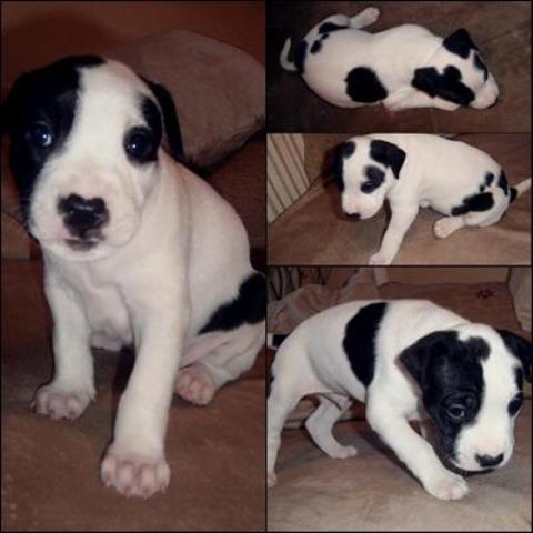 Americki-Pit-bull-Terieri--stenci