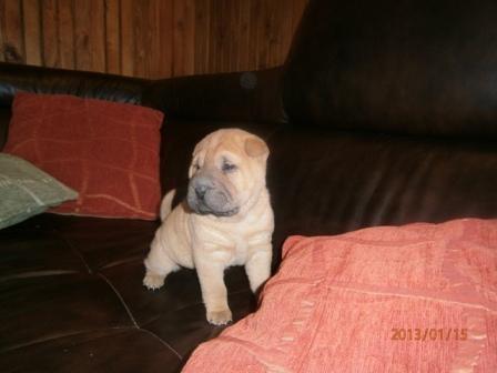 SHAR-PEI--zensko-stene