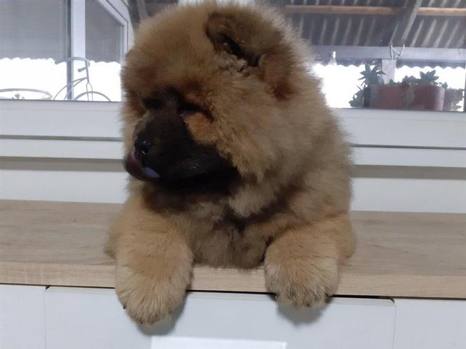 Chow Chow cau cau stenci