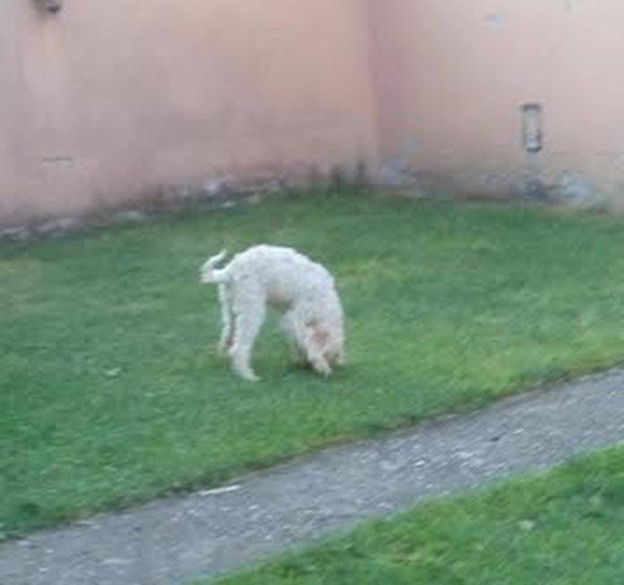 Lagoto-Romagnolo--štenci