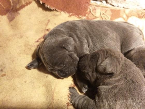 Cane-corso-štenci