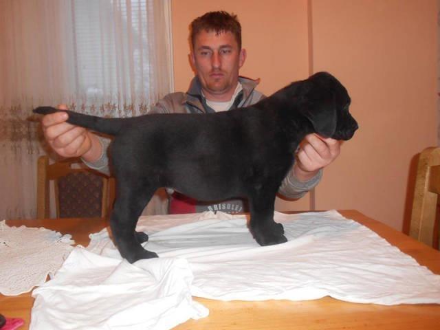 Kvalitetne-stence-Labrador-Retrivera