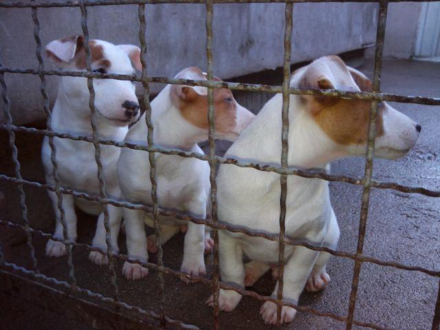 Jack Russell Terrier, Vrhunsko leglo 