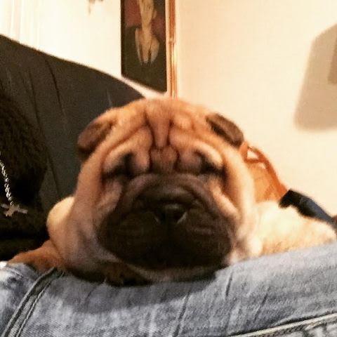 Shar-Pei-stenci