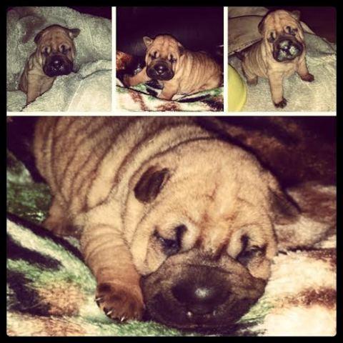 Shar-Pei--kvalitetno-zensko-stene