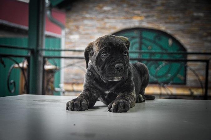 Cane-corso-štenci