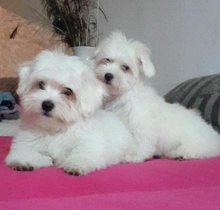 Coton-de-Tulear