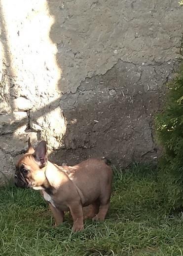 Francuski-buldog-štenci