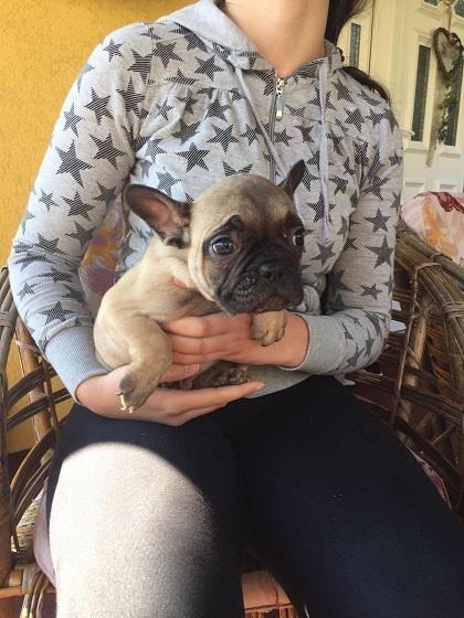 Francuski-buldog