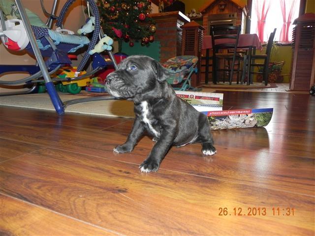 Cane-Corso-štenad