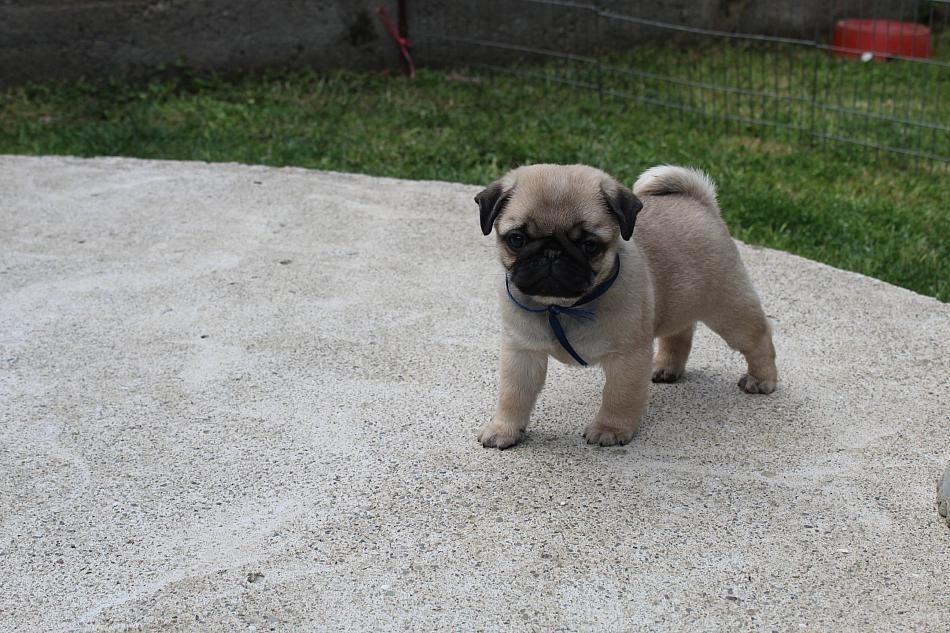 Mops-štenci