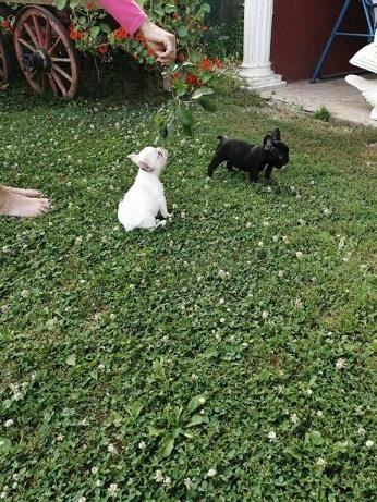 Francuski-buldog-stenad